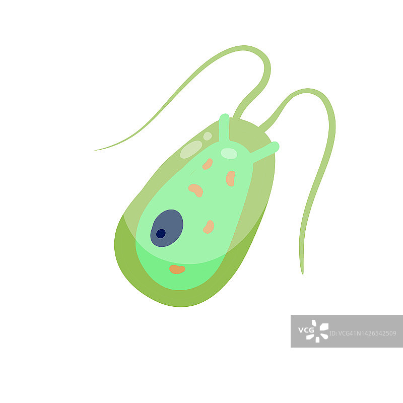 衣藻浮游生物。有触角和鞭毛的绿色单细胞小动物。图片素材