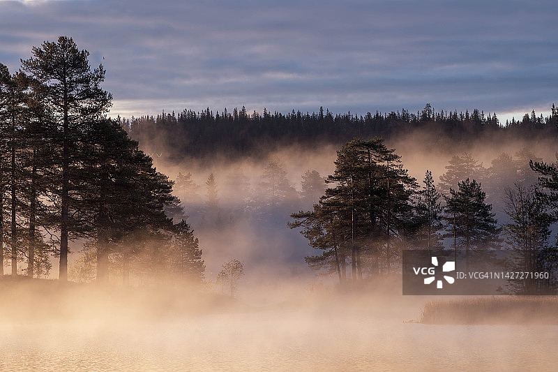森林里的晨雾和日出图片素材