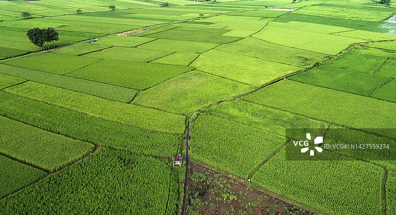 从无人机鸟瞰农村农业区绿色稻田图片素材