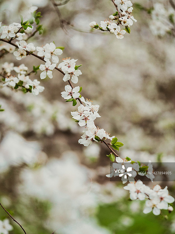 春天的樱花枝特写图片素材