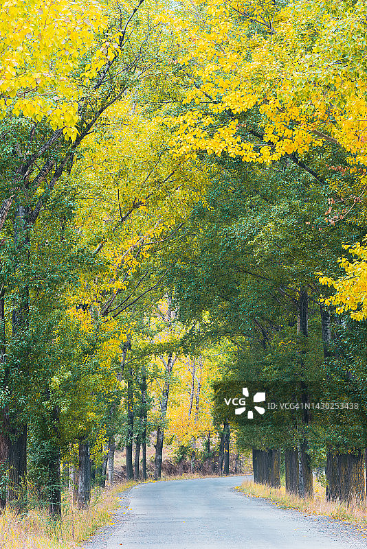 一条蜿蜒穿过秋色森林的路图片素材