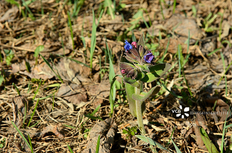 晚春阳光明媚的草地上，一朵年轻的紫罗兰，一朵美丽的野花。图片素材