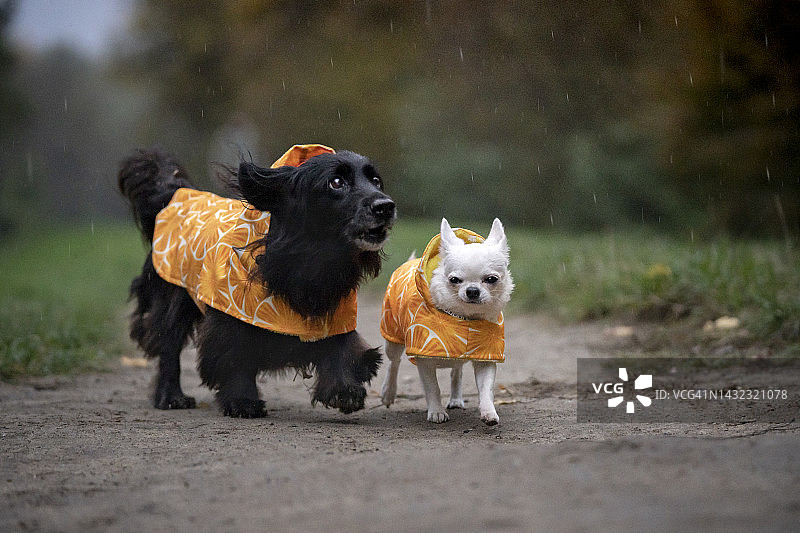 两条穿着雨衣的狗在散步图片素材