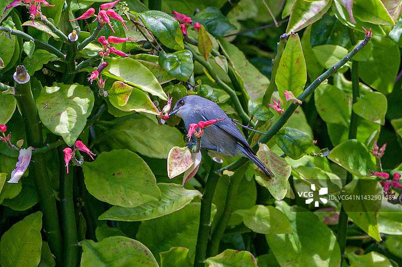 毛里求斯灰白眼鸟，毛里求斯带状虫，苏里南，毛里求斯图片素材