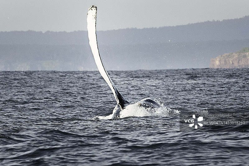 在太平洋中游泳的座头鲸露出胸鳍图片素材