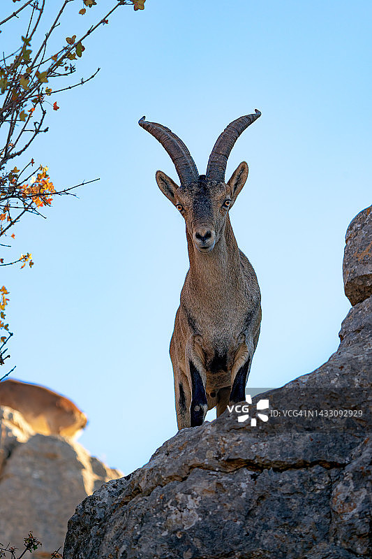 Torcal de Antequera的雄性山羊，强壮的哺乳动物，野生动物图片素材