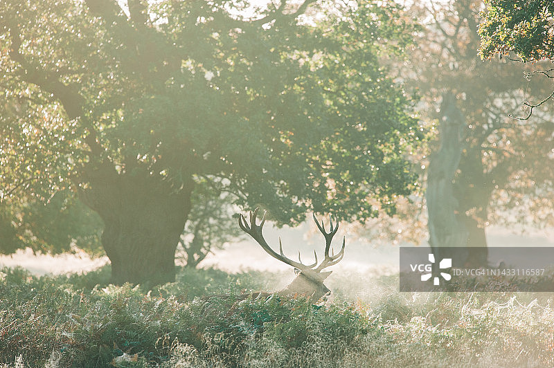 伦敦公园里的鹿——雾蒙蒙的早晨图片素材