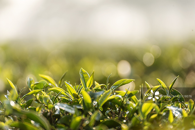 近新鲜树绿茶种植园山绿色自然在草药农场植物背景早上。茶树叶田幼嫩芽草本绿茶树在茶树有机农场图片素材