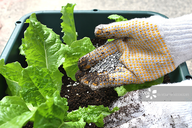在播种机里，人们的手给蔬菜施肥图片素材