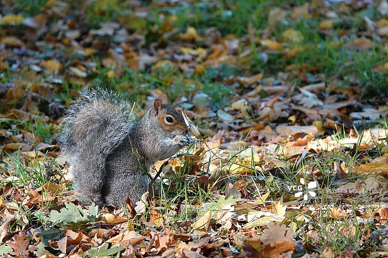 秋天，一只灰色的松鼠坐在地上，用爪子吃东西。图片素材