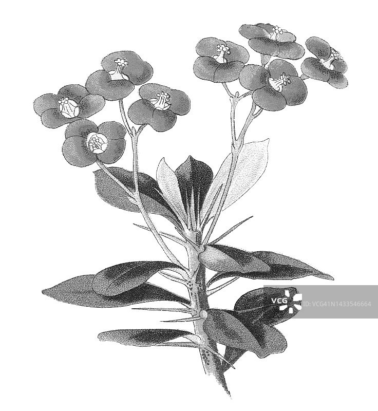 古老的植物学彩色印刷插图，荆棘之冠，基督植物，基督刺(大戟)图片素材