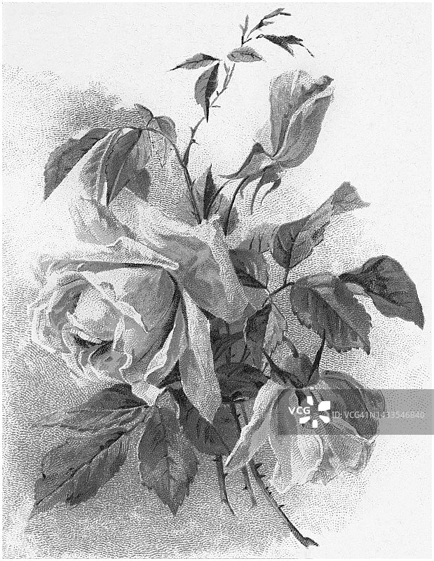 古老的植物学彩色印刷插图，玫瑰indica芬芳，玫瑰杂交种，玫瑰噪音图片素材