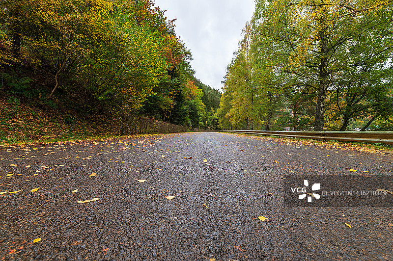 道路上秋叶的低角度视图图片素材