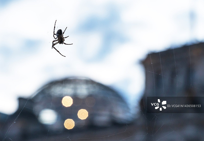 蜘蛛和国会大厦圆顶(柏林，德国)图片素材