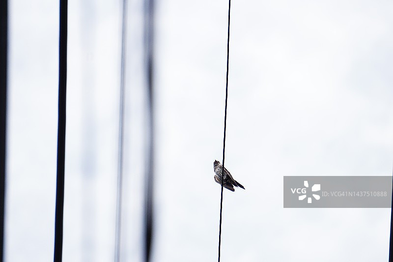 燕子坐在电线上图片素材