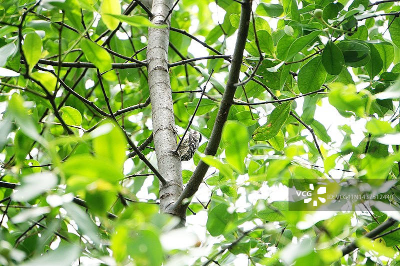 红树树枝上的黑白啄木鸟图片素材