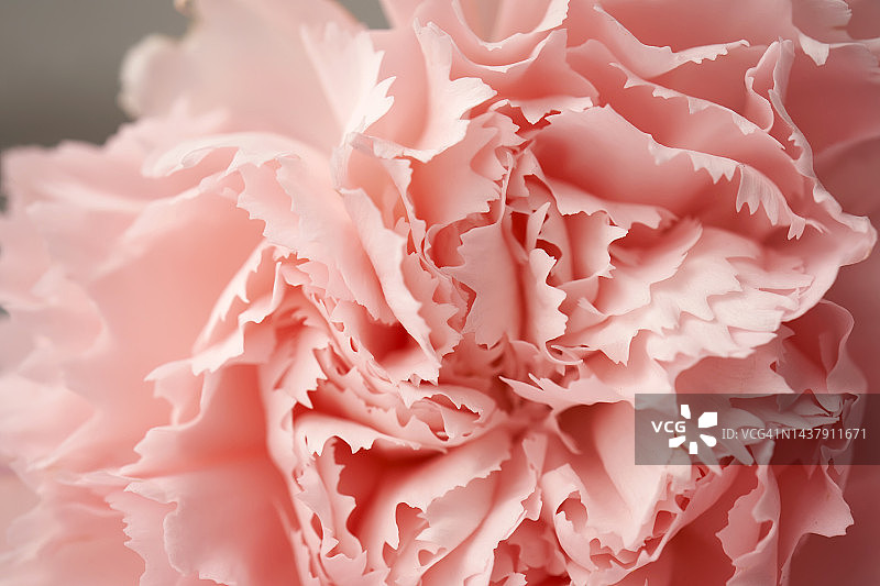 抽象的花卉背景玫瑰花瓣特写。图片素材