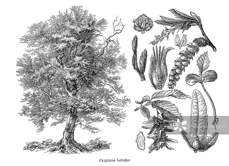 欧洲或普通角木(Carpinus betulus)的古老雕刻插图图片素材