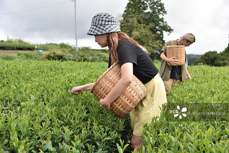 日本/英国男子在日本采摘茶叶-库存图片图片素材