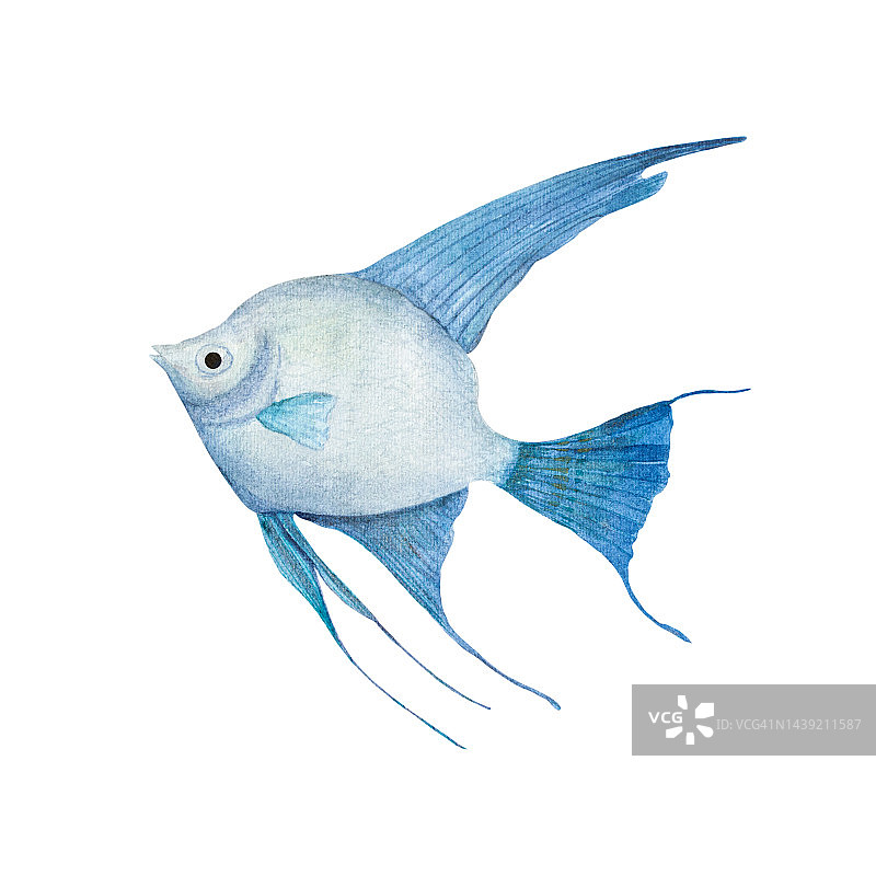 热带鱼，在水彩画风格孤立在白色背景。天使鱼的横幅，海报，印刷，明信片，纺织，模板，卡片水下剪纸图片素材