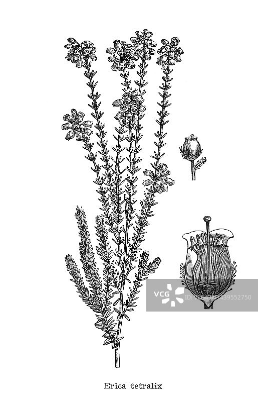 古老的植物雕刻插图，交叉叶石南(Erica tetralix)图片素材