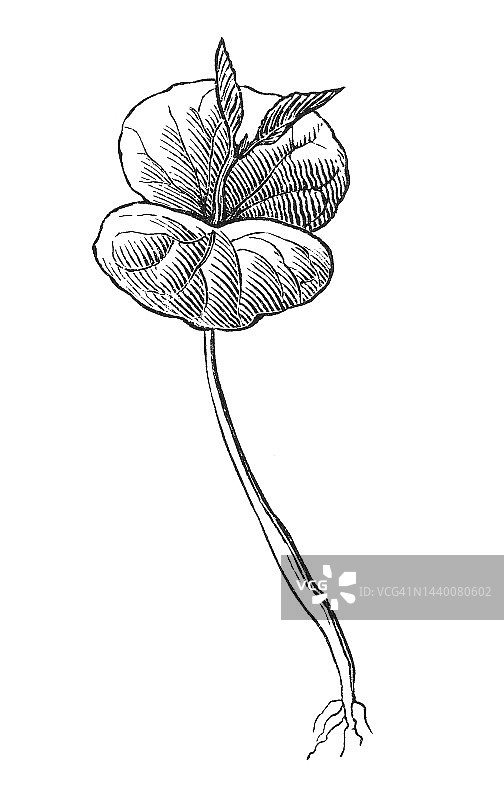 欧洲山毛榉(Fagus sylvatica)的古雕刻插图图片素材
