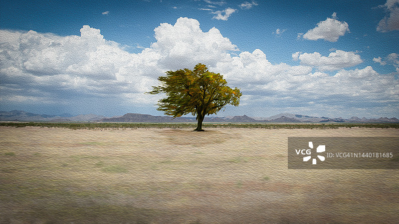 美国亚利桑那州新希望，夏季沙漠景观中的孤树图片素材