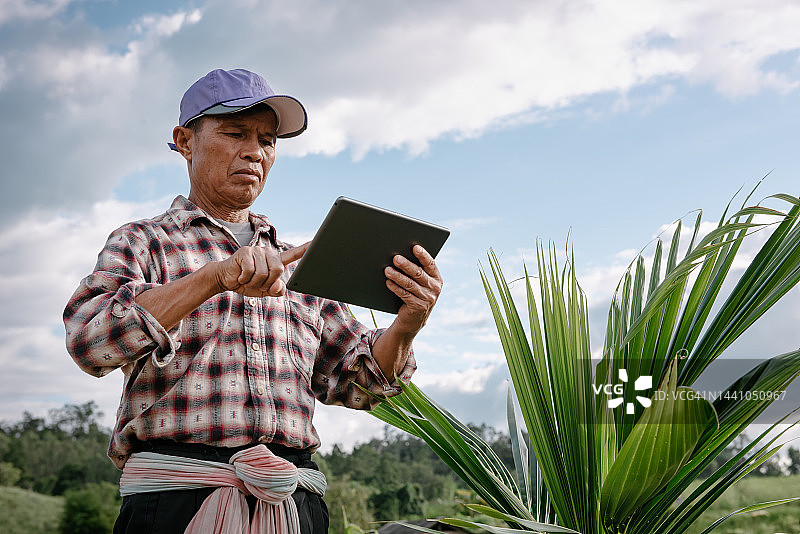 年长的男性农民在椰子树田里用平板电脑拍摄的肖像。图片素材