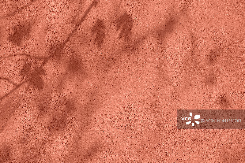 山楂枝叶和浆果的阴影在珊瑚粉色混凝土墙体纹理背景图片素材