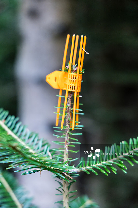 冷杉树顶芽上的塑料保护器图片素材