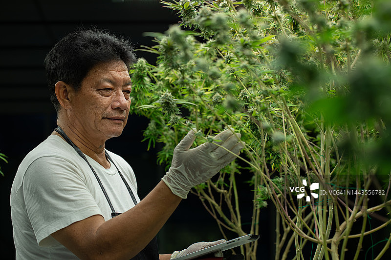 一名男子在大麻农场种植大麻。图片素材