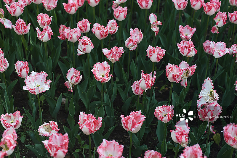 全框架粉色郁金香花花坛，顶视图图片素材