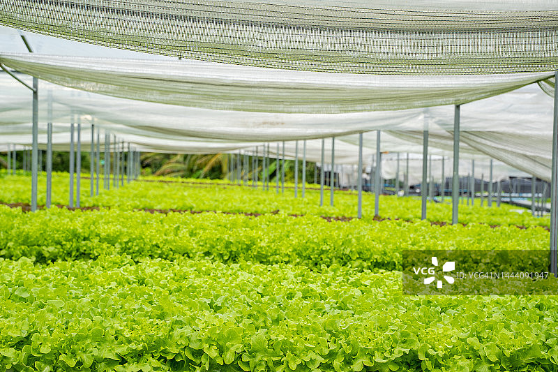 有机水培蔬菜栽培农场，高品质温室蔬菜水培农场图片素材