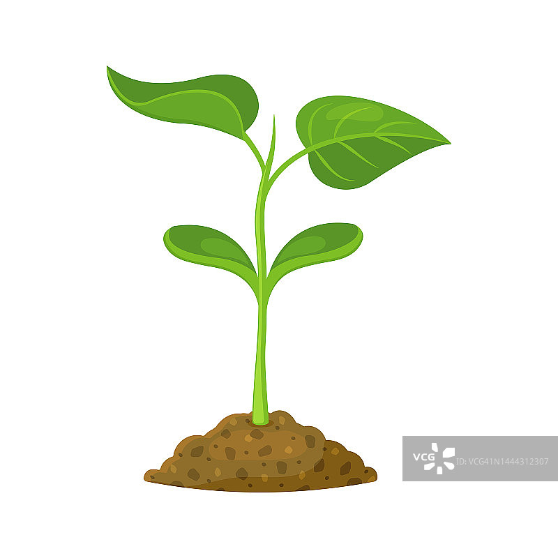 白色背景下，绿色的嫩芽在土壤中发芽。一株幼苗的矢量图。卡通风格的豆苗图片素材