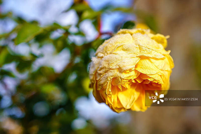 黄玫瑰在黎明时被冬天的寒冷冻住了。图片素材