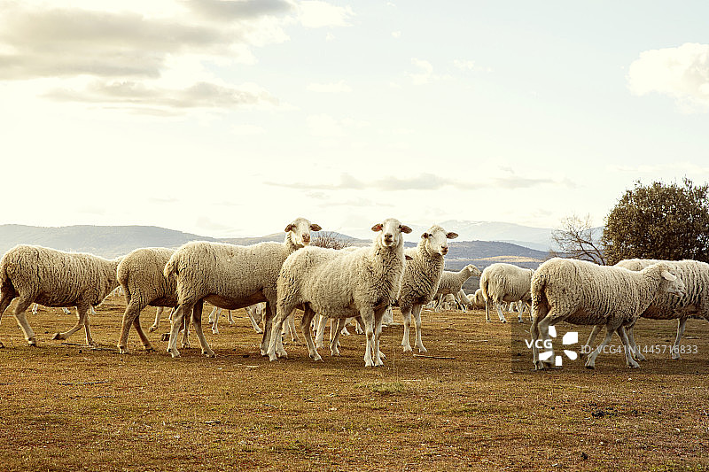 夕阳下田野里的羊群图片素材