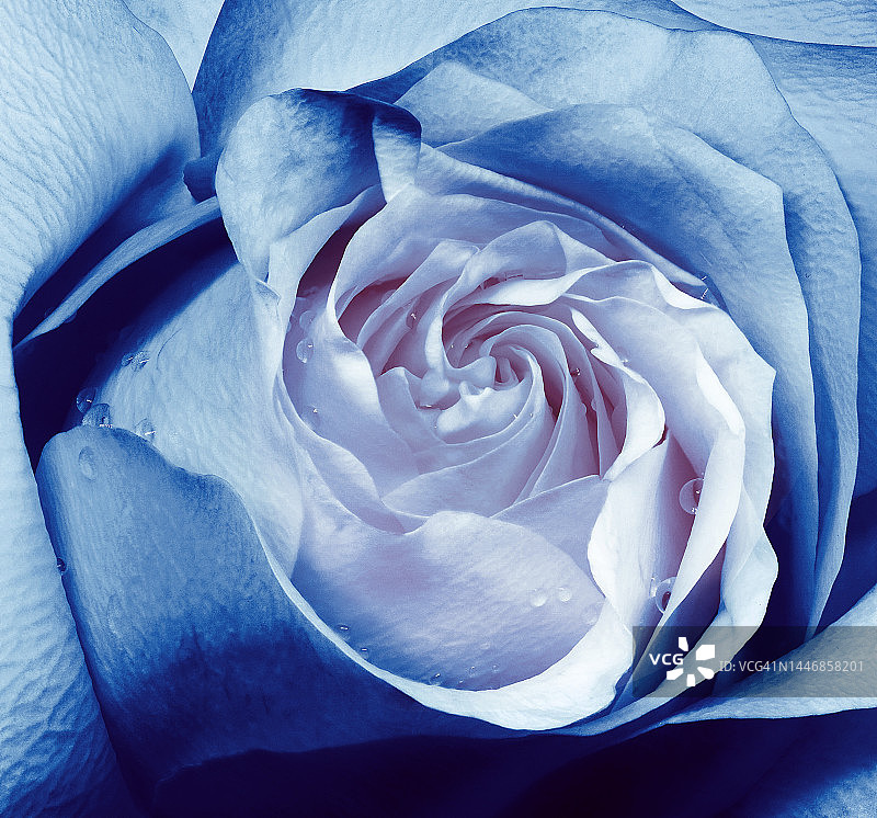 花蓝色玫瑰近。微距照片，花卉背景。自然图片素材