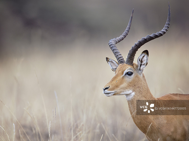 在东非，雄性黑斑羚在金色草地上的美丽特写图片素材