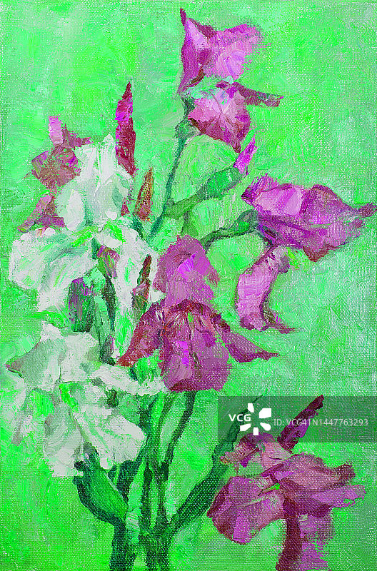 插图油画风景盛开的白色和紫色的鸢尾花在绿色的背景图片素材