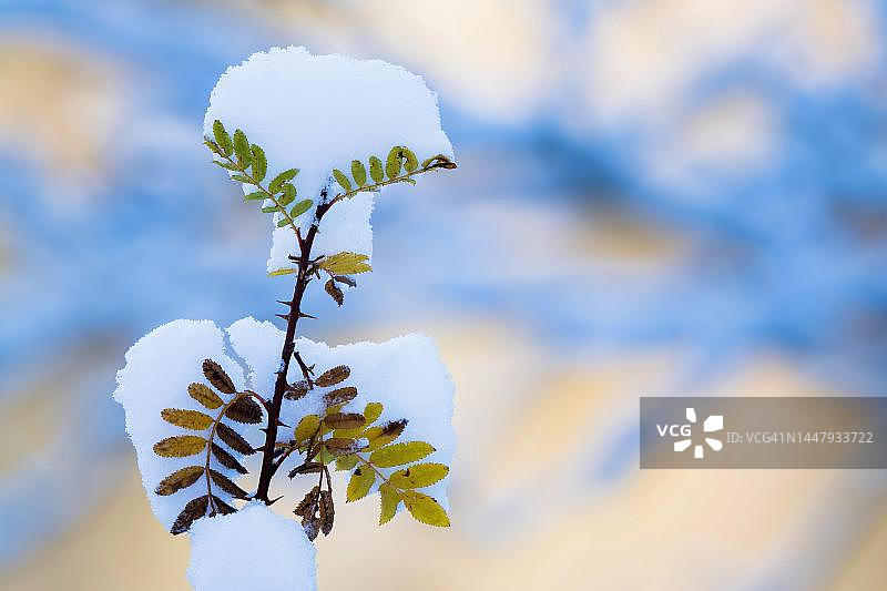 雪覆盖的狗玫瑰叶子(Rosa canina)，黑森，德国图片素材