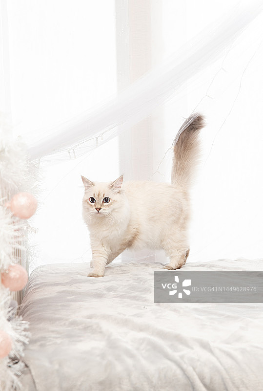 小西伯利亚猫欣赏圣诞装饰图片素材