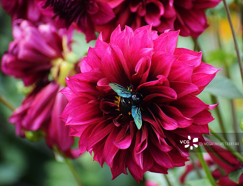 大，闪闪发光，相当胖，黑蜜蜂与蓝色的底色坐在宏伟的紫色大丽花。木蝗，蜂科。大丽花，菊科。图片素材