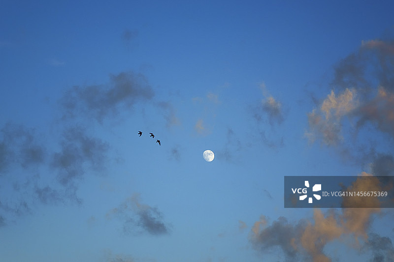 戏剧性的黄昏时分，天空中有月亮和飞鸟图片素材