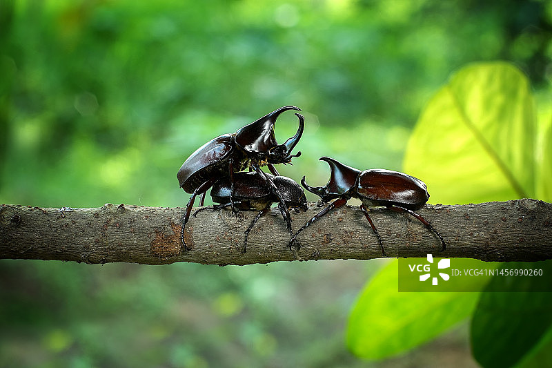 犀牛甲虫在森林里的木头上互相争斗图片素材