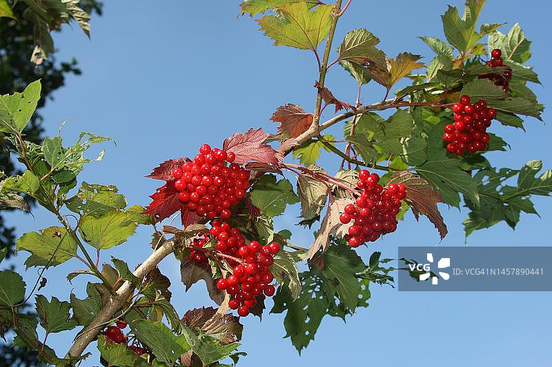 德国，巴伐利亚，阿尔加乌，成熟的红浆果图片素材