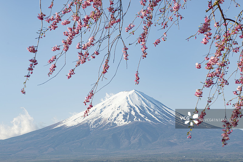 富士山和川口湖的粉红樱花枝图片素材