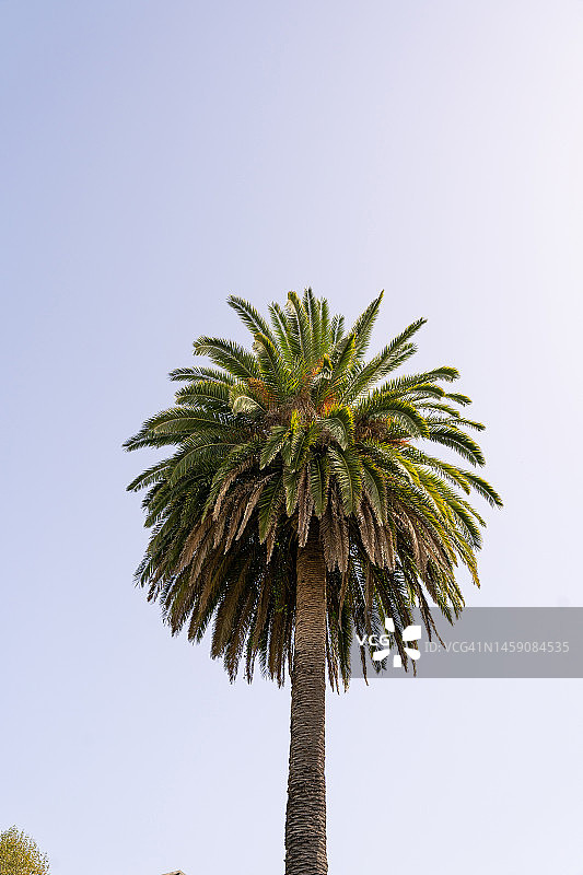 棕榈树映衬着蓝天图片素材