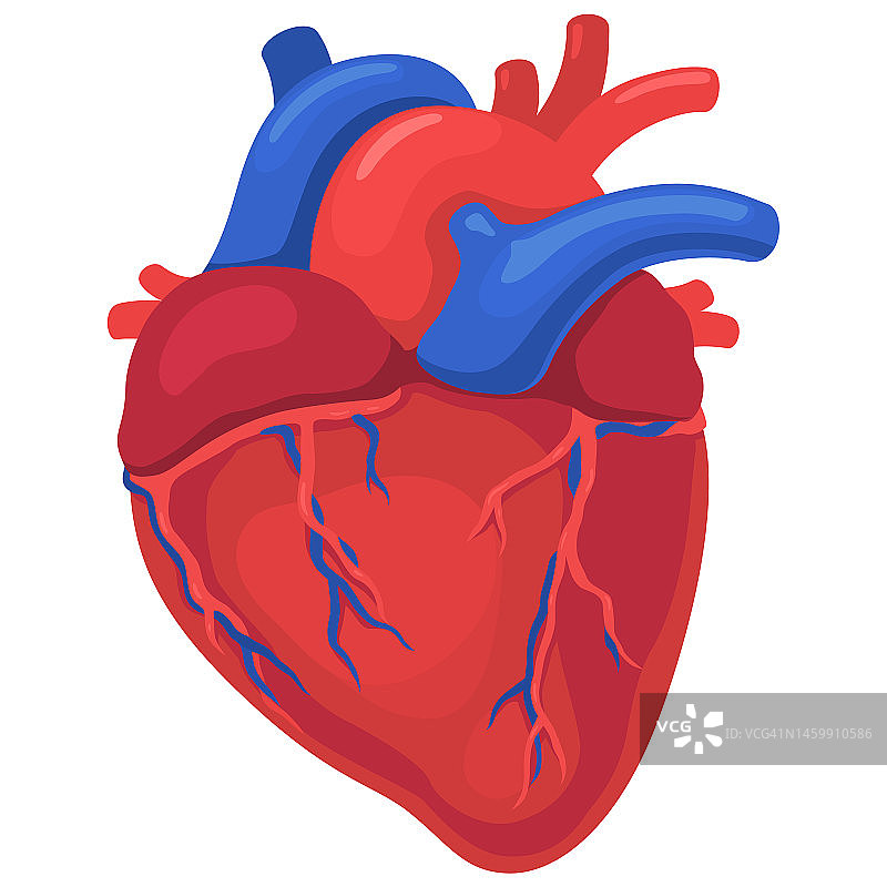 人的心脏器官，身体的一部分图片素材