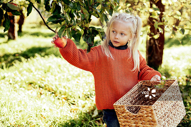 秋天，孩子们在农场摘苹果。小女孩在苹果园里玩耍。健康营养图片素材
