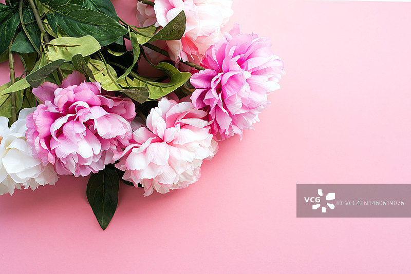 节日花卉背景与牡丹。美丽的花朵。贺卡。白色和粉红色的牡丹在粉红色的背景。图片素材